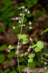 Early meadowrue